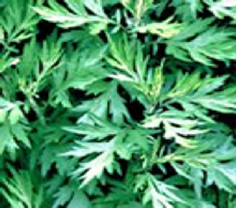 艾葉（ガイヨウ）