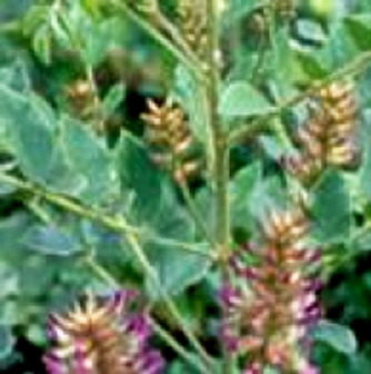 甘草（カンゾウ）