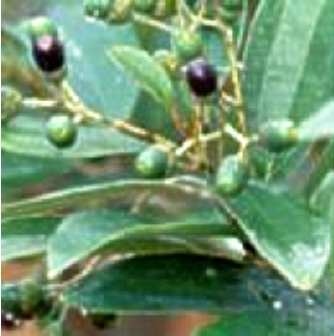 桂皮（ケイヒ）