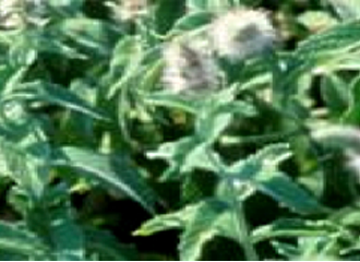 薄荷（ハッカ）